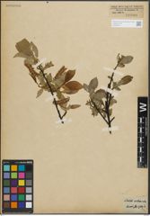 Foto von Salix hastata L.